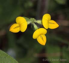 First Bird's Foot Trefoil to flower in 2010, 2 May