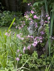Ragged Robin in flower, 23 May