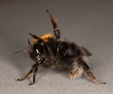 Bumblebee (Bombus hypnorum) in threat posture, 29 May