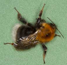 Bumblebee (Bombus hypnorum) in threat posture - seen from above, 29 May