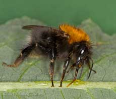 Bumblebee (Bombus hypnorum) feeds on honey and water, 29 May