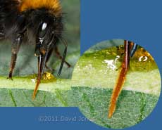 Bumblebee (Bombus hypnorum) feeds on honey and water - details of tongue, 29 May