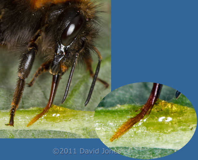 Bumblebee (Bombus hypnorum) feeds on honey and water - details of tongue - 1, 29 May