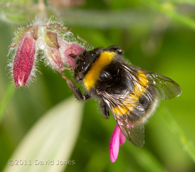 White-tailed Bumblebee feeds through hole in corolla of Red Campion flower - 2, 29 May