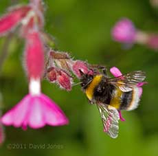 White-tailed Bumblebee feeds through hole in corolla of Red Campion flower, 29 May
