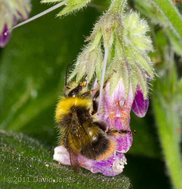 Early-nesting Bumblebee feeds through hole in corolla of Comfrey flower - 2, 29 May