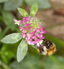 Common Carder Bee (?) feeds at Red Clover flowers, 29 May