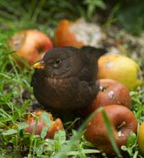 Young Blackbird amongst rotting apples, 29 May