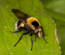 A hoverfly (Volucella bombylans) - a bee mimic, 29 May