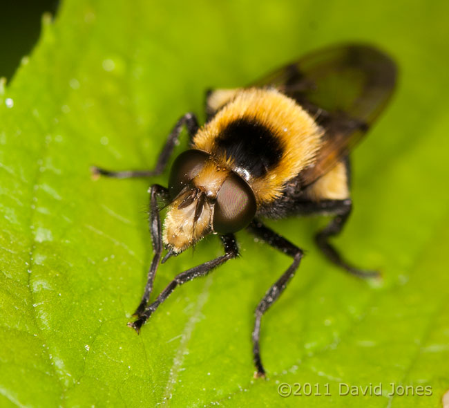 A hoverfly (Volucella bombylans) - a bee mimic - 2, 29 May