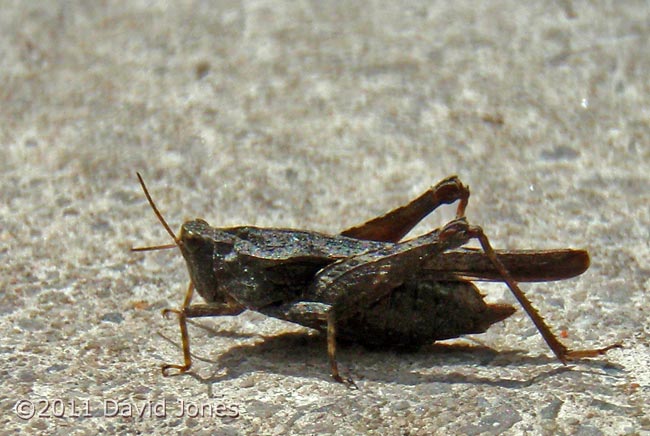 A Slender Groundhopper (Tetrix subulata) - 2, 30 May