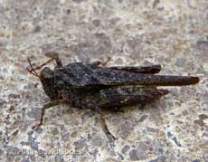 A Slender Groundhopper (Tetrix subulata), 30 May