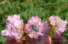 Beetle on Thrift, Pistil Meadow, Lizard Point, 9 May