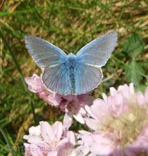 Common Blue butterfly on Thrift, Pistil Meadow, Lizard Point, 9 May