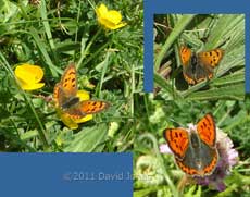Small Copper butterfly, Pistil Meadow, Lizard Point, 9 May