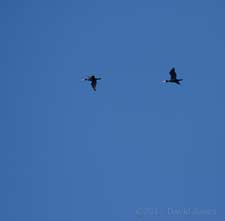 Cormorants fly overhead, Lizard Point, 9 May
