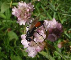 Digger Wasp (poss. Larra anathema ) on Thrift, Pistil Meadow, Lizard Point, 9 May