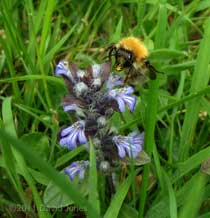 Common Carder Bee feeds at Bugle flowers, 10 May