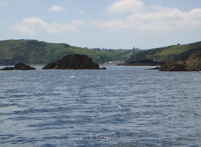 View of Porthallow Cove from beyond Nare Head, 15 May