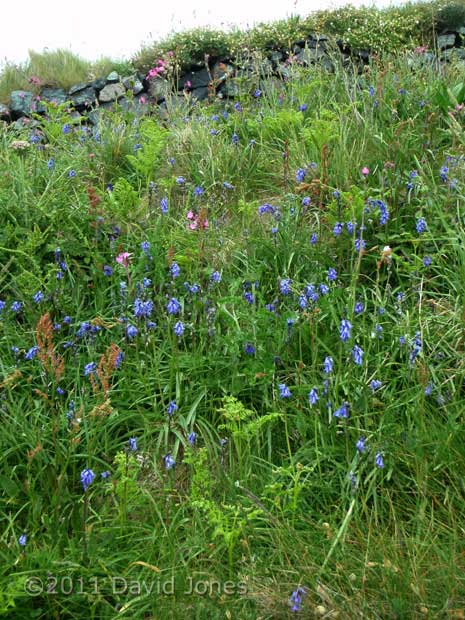 Bluebells at the side of the coastal path at Lizard Point, 17 May