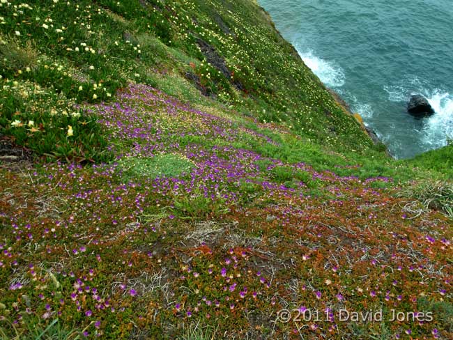 Hottentot Figs and Purple Dewplants on cliff at Lizard Point, 17 May
