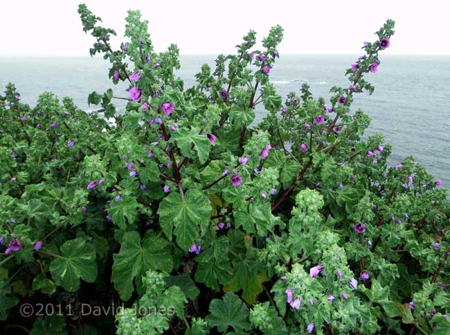A Tree Mallow flowering at Lizard Point, 17 May