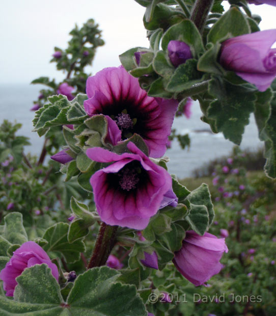 A Tree Mallow flowering at Lizard Point - close-up, 17 May