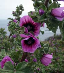A Tree Mallow flowering at Lizard Point, 17 May