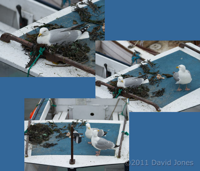 Herring Gull nesting on boat - 2, 17 May
