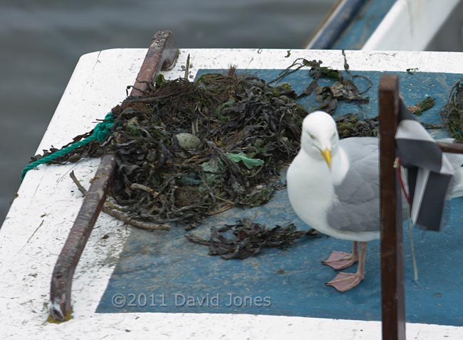 Herring Gull nesting on boat - a single egg revealed, 17 May
