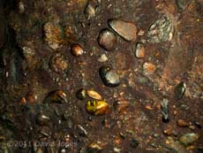 Water polished pebbles in cave roof created from raised beach deposit, 18 May