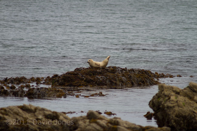 Seal hauled out on rock off Porthallow Cove, 19 May