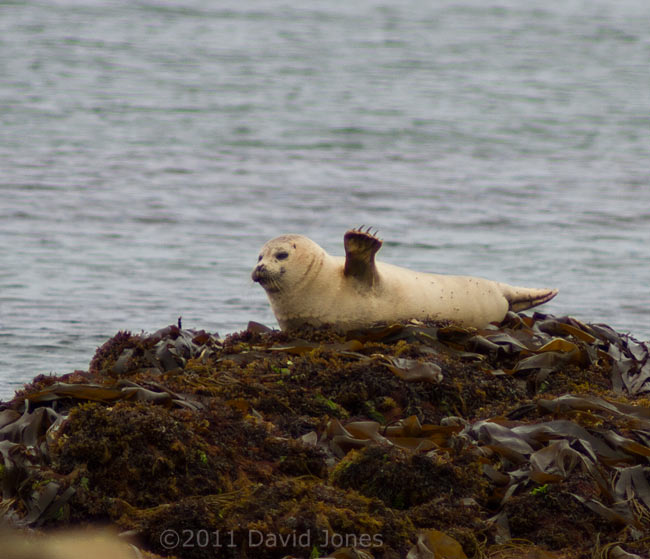 Seal stretches while hauled out at Porthallow, 19 May