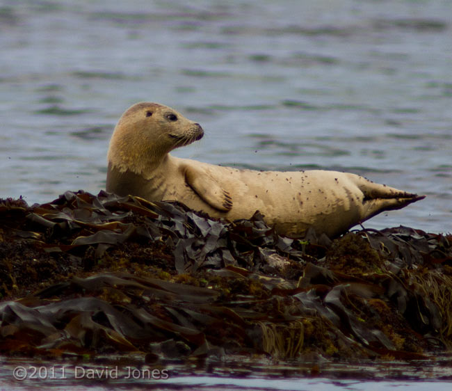 Seal looks around while hauled out at Porthallow - 1, 19 May