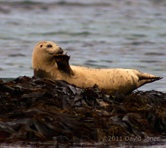Seal deals with an itch while hauled out at Porthallow - 1, 19 May