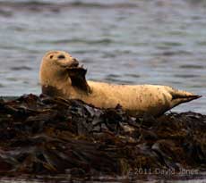 Seal deals with an itch while hauled out at Porthallow - 1, 19 May