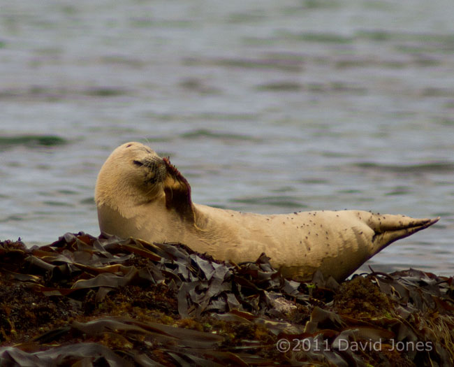 Seal deals with an itch while hauled out at Porthallow - 2, 19 May