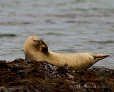 Seal deals with an itch while hauled out at Porthallow - 2, 19 May