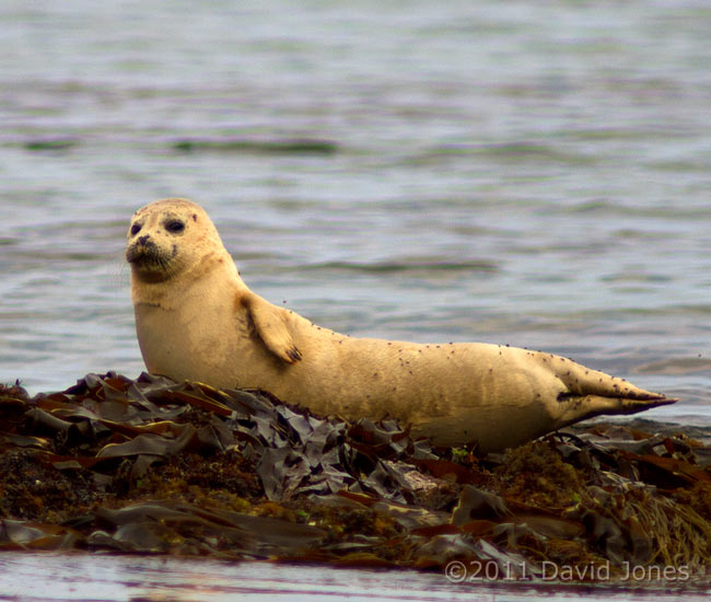 Seal looks around while hauled out at Porthallow - 4, 19 May