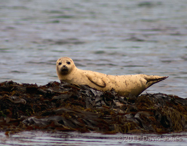 Seal looks around while hauled out at Porthallow - 3, 19 May