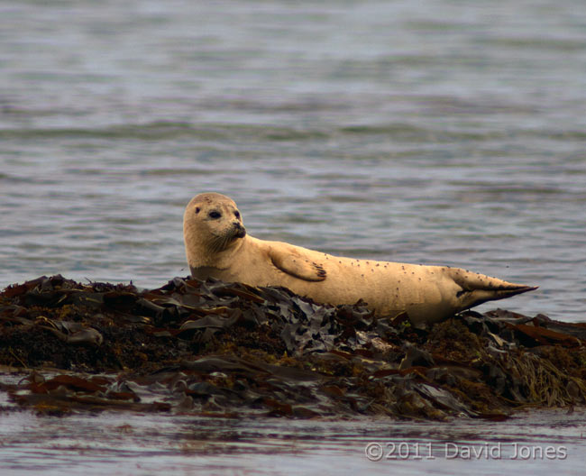 Seal looks around while hauled out at Porthallow - 2, 19 May