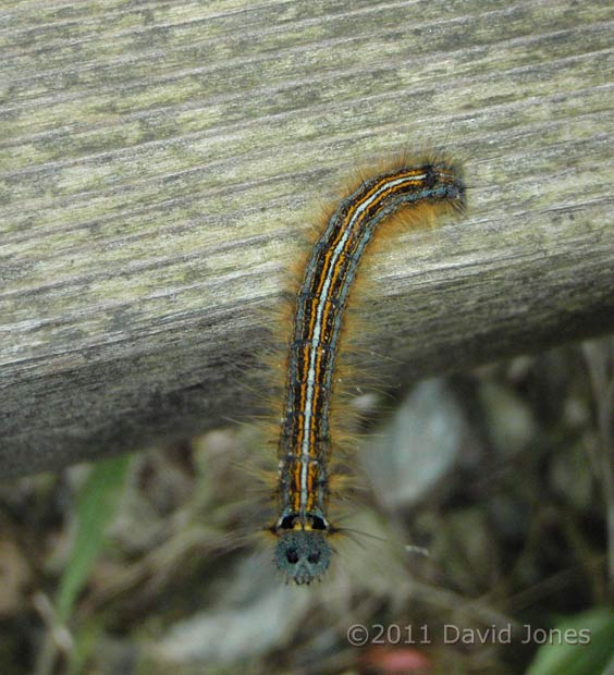 Caterpillar in Porthallow Cove - 1, 20 May