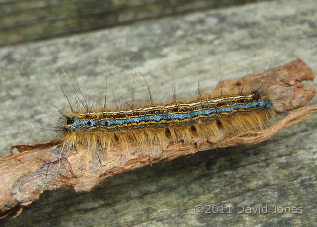 Caterpillar in Porthallow Cove - 2, 20 May