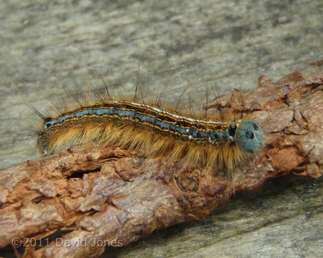 Caterpillar in Porthallow Cove - 3, 20 May