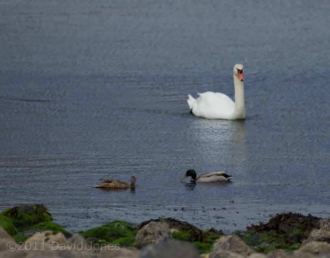 Mallard ducks and Swan in Porthallow Cove, 20 May