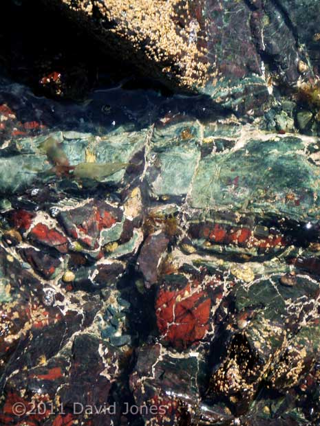 Multicoloured rock in rockpool south of Porthallow, 20 May