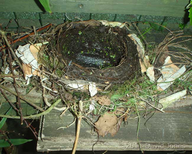 Blackbird nest under construction - no floor yet, 16 April