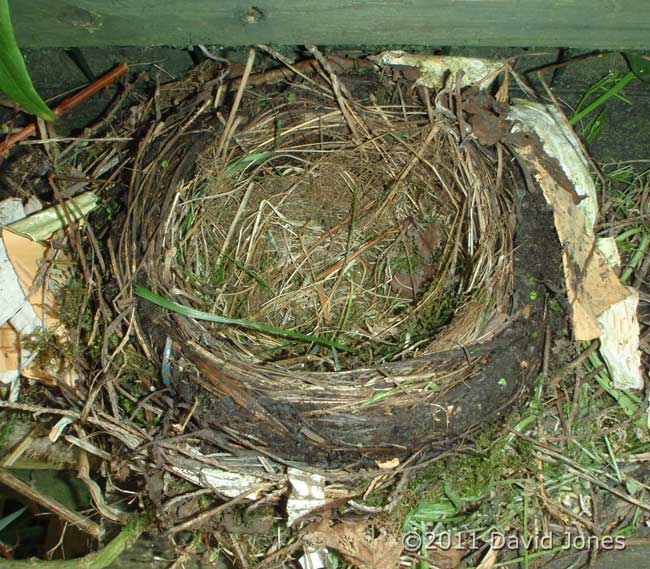 Blackbird nest completed, early on 17 April