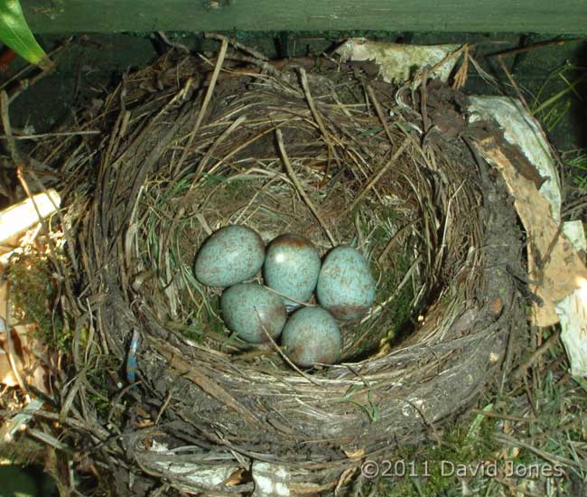 Fifth egg laid by Blackbird this morning, 22 April
