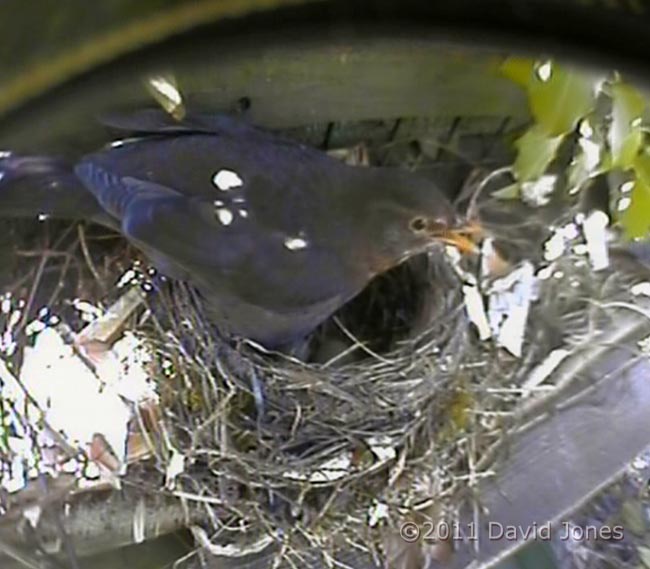 Incubatiing Blackbird stands with beak open to cope with high air temperatures, 23 April